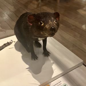 Tasmanian devil (Sarcophilus harrisii)