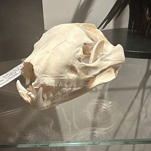 Tasmanian devil (Sarcophilus harrisii)