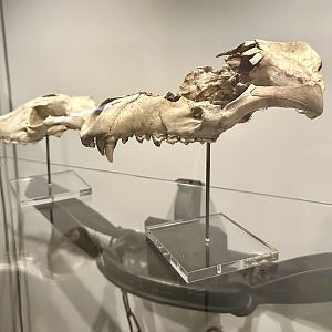 Thylacine Skulls