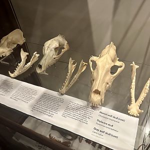 Thylacine and Canid Skulls
