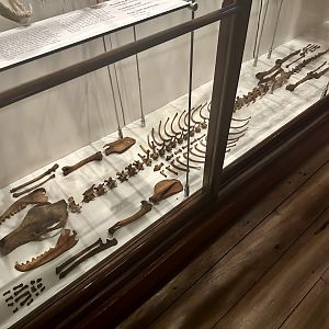 Thylacine Skeleton
