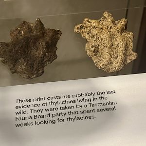 Thyalcine - Paw Print Casts