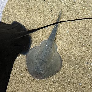 Thornback guitarfish (Platyrhinoidis triserata) at the Ray Pool