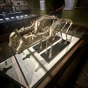 Thylacine Skeletons (Male/Female)