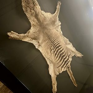 Last Known Thylacine (Skin)