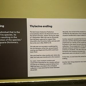 Information Board - Last Known Thylacine