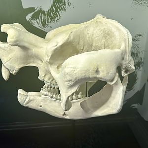 Extinct Marsupial (Zygomaturus trilobus)