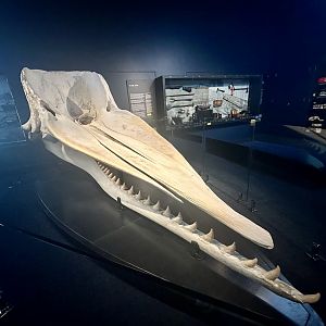 Sperm whale (Physeter macrocephalus)