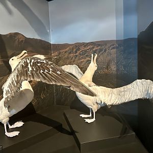 Wandering albatross (Diomedea exulans)