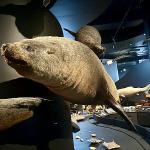 Australian fur seal (Arctocephalus pusillus doriferus)