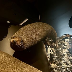 New Zealand fur seal (Arctocephalus forsteri)
