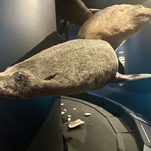 New Zealand fur seal (Arctocephalus forsteri)