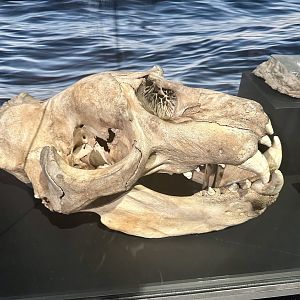 Southern elephant seal (Mirounga leonina)