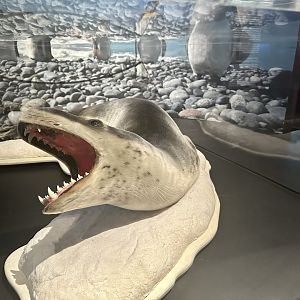 Leopard seal (Hydrurga leptonyx)