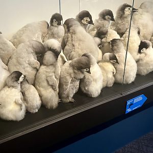 Emperor Penguin Chicks