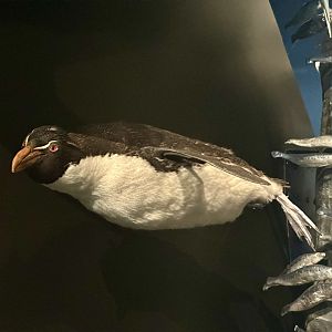 Southern rockhopper penguin (Eudyptes chrysocome)