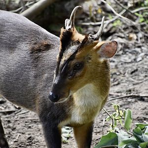 Formosan Reeves' Muntjac (Muntiacus reevesi micrurus) buck