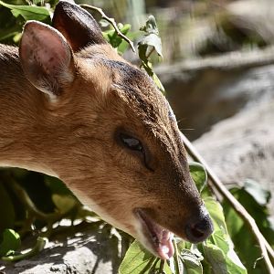 Formosan Reeves' Muntjac (Muntiacus reevesi micrurus) doe