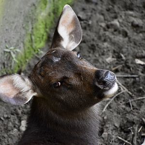 Taiwan Sambar Deer (Rusa unicolor swinhoei) doe
