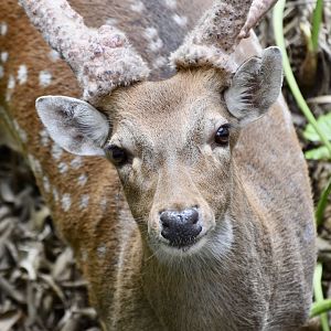 Formosan Sika Deer (Cervus nippon taiouanus) buck with antler velvet