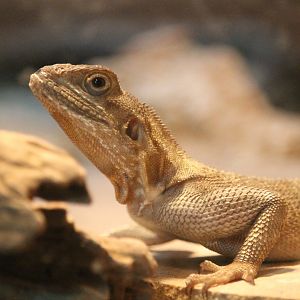 Red-headed Agama (Agama agama)