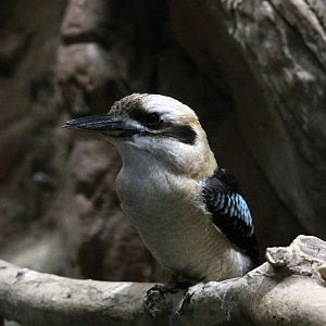 Kookaburra (Dacelo novaeguineae)