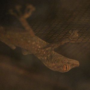 Egyptian Fan-footed Gecko (Ptyodactylus guttatus)