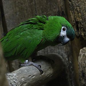 Hahn’s Macaw (Diopsittaca nobilis nobilis)