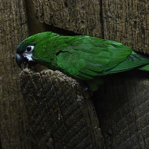 Hahn’s Macaw prying open the boards