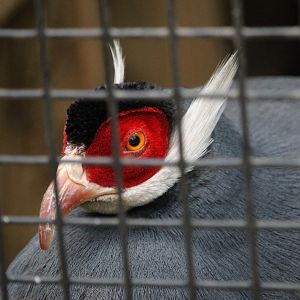 Blue eared-pheasant (Crossoptilon auritum)