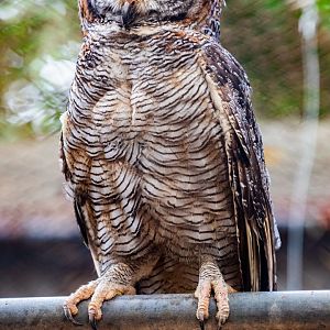 Mottled wood owl （Strix ocellata）