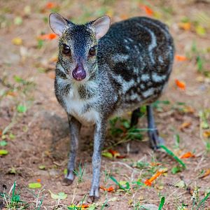 Indian spotted chevrotain (Moschiola indica)