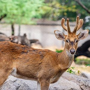 Manipuri brow-antlered deer (Rucervus eldii eldii)