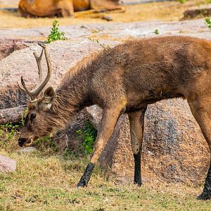 Swamp Deer （Rucervus duvaucelii）