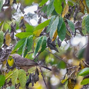 The wild yellow-billed babbler (Argya affinis)
