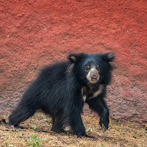 the baby Sloth Bear (Melursus ursinus)