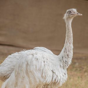 White Greater rhea (Rhea americana)