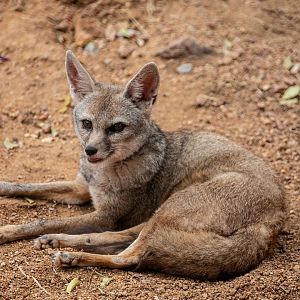 Indian Fox (Vulpes bengalensis)