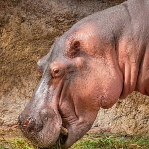 Hippopotamus (Hippopotamus amphibious)