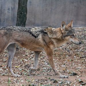 Indian Wolf （Canis lupus）