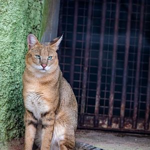 Jungle Cat (Felis chaus)