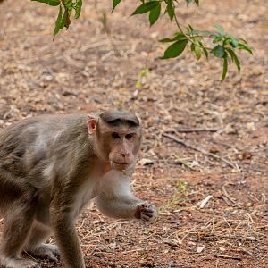 Bonnet Macaque (Macaca radiata)