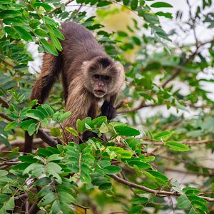 tufted capuchin (Sapajus apella)