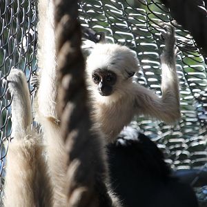 Pileated Gibbon Baby