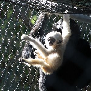 Pileated Gibbon (Hylobates pileatus)