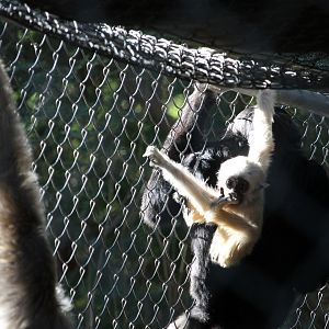 Pileated Gibbon