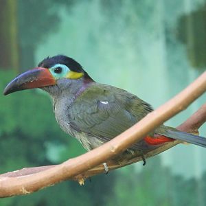 Guyanan Toucanet (Selenidera piperivora)