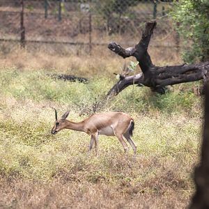 Chinkara (Gazella bennettii)