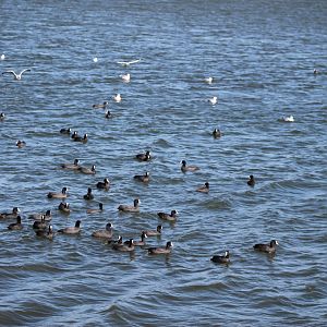 Coots (Fulica atra)