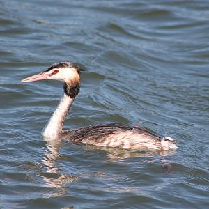 Great Crested Grebe (Podiceps cristatus)